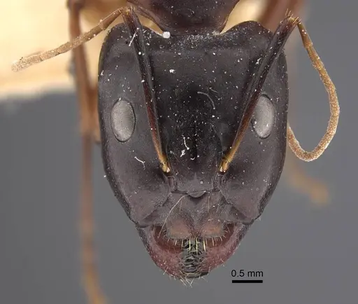 Camponotus oasium specimen CASENT0917221 image casent0917221_2