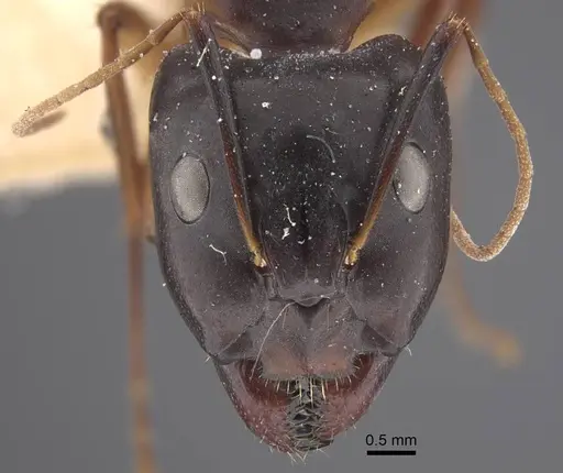 Camponotus oasium specimen CASENT0917221 image casent0917221_3