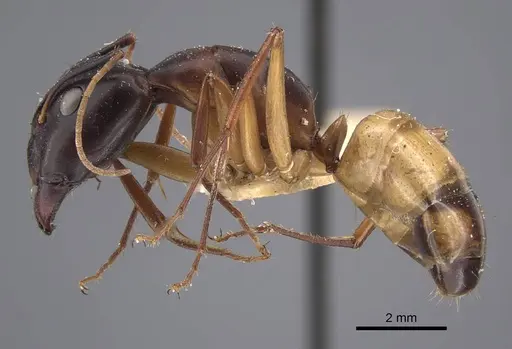 Camponotus oasium specimen CASENT0917221 image casent0917221_4