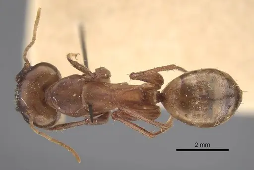Camponotus oasium specimen CASENT0917224 image casent0917224_1