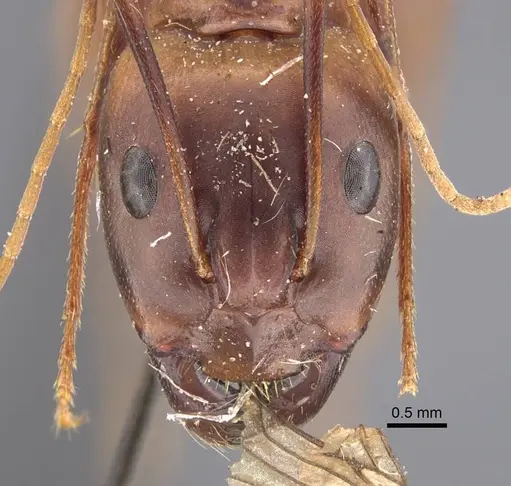 Camponotus oasium specimen CASENT0917224 image casent0917224_2