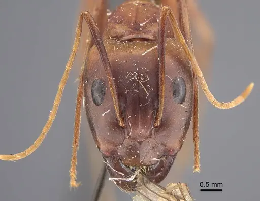 Camponotus oasium specimen CASENT0917224 image casent0917224_3