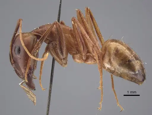 Camponotus oasium specimen CASENT0917224 image casent0917224_4