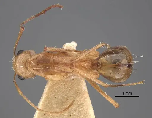 Camponotus oasium specimen CASENT0917225 image casent0917225_1