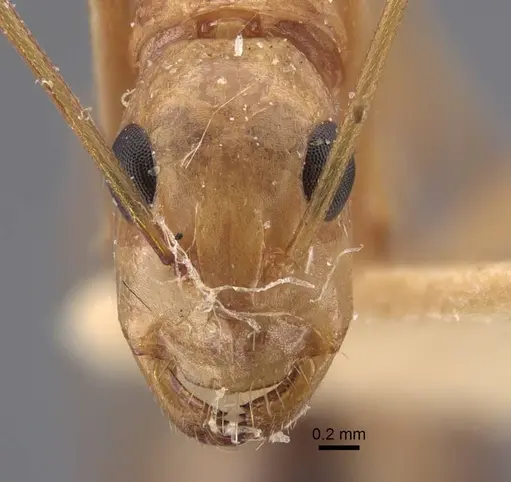 Camponotus oasium specimen CASENT0917225 image casent0917225_2