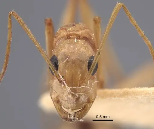 Camponotus oasium specimen CASENT0917225 image casent0917225_3