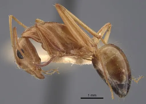 Camponotus oasium specimen CASENT0917225 image casent0917225_4