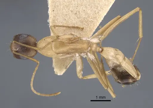 Camponotus oasium specimen CASENT0917251 image casent0917251_1