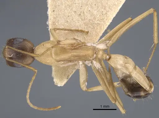Camponotus oasium specimen CASENT0917251 image casent0917251_2