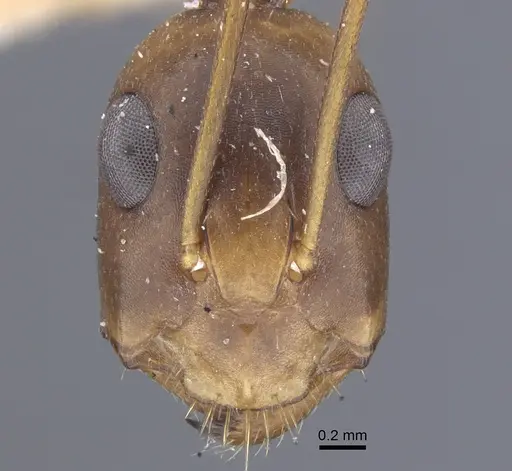 Camponotus oasium specimen CASENT0917251 image casent0917251_3