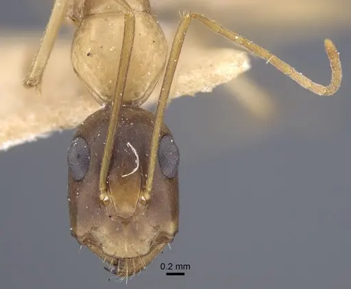 Camponotus oasium specimen CASENT0917251 image casent0917251_4