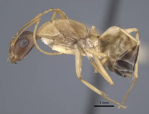 Camponotus oasium specimen CASENT0917251 image casent0917251_5
