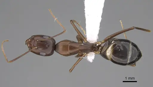 Camponotus oasium specimen CASENT0922851 image casent0922851_1