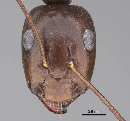 Camponotus oasium specimen CASENT0922851 image casent0922851_2