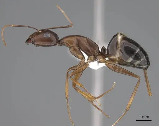 Camponotus oasium specimen CASENT0922851 image casent0922851_3