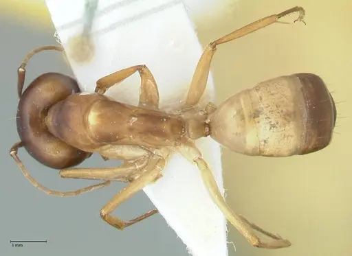 Camponotus oasium specimen FOCOL1851-1 image focol1851-1_1