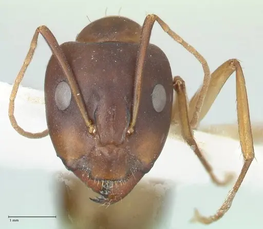Camponotus oasium specimen FOCOL1851-1 image focol1851-1_2