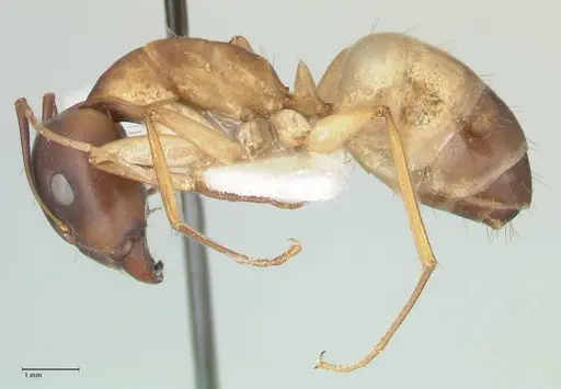 Camponotus oasium specimen FOCOL1851-1 image focol1851-1_3