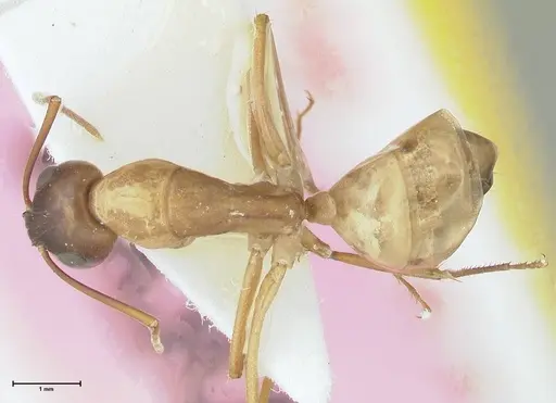 Camponotus oasium specimen FOCOL1851-2 image focol1851-2_1