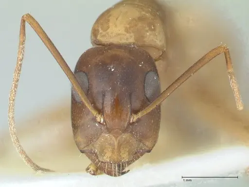 Camponotus oasium specimen FOCOL1851-2 image focol1851-2_2