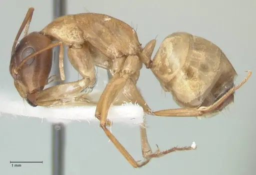 Camponotus oasium specimen FOCOL1851-2 image focol1851-2_3