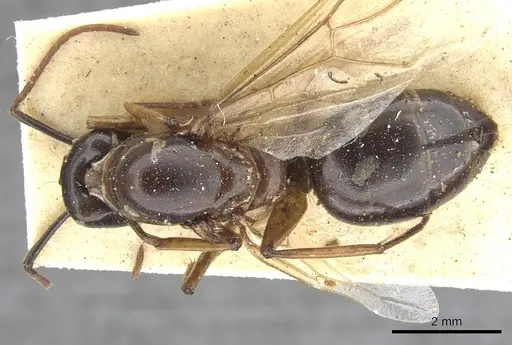 Camponotus oblongus specimen CASENT0903585 image casent0903585_1