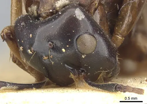 Camponotus oblongus specimen CASENT0903585 image casent0903585_2
