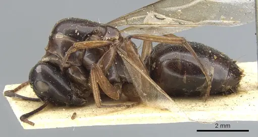Camponotus oblongus specimen CASENT0903585 image casent0903585_3
