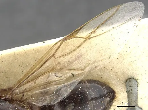 Camponotus oblongus specimen CASENT0903585 image casent0903585_4