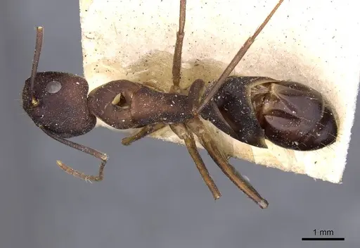 Camponotus oblongus specimen CASENT0910163 image casent0910163_1