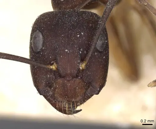 Camponotus oblongus specimen CASENT0910163 image casent0910163_2
