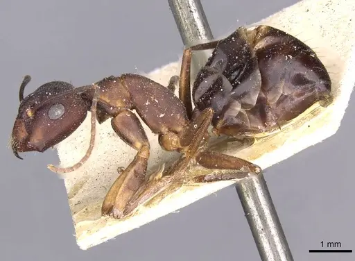 Camponotus oblongus specimen CASENT0910163 image casent0910163_3