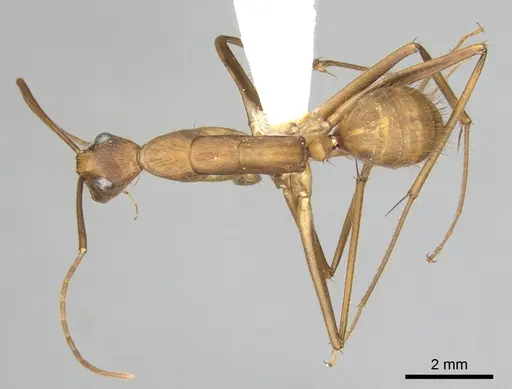 Camponotus obreptivus specimen CASENT0249343 image casent0249343_1