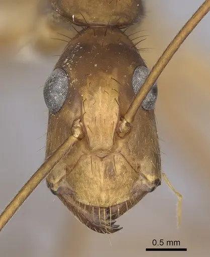 Camponotus obreptivus specimen CASENT0249343 image casent0249343_2