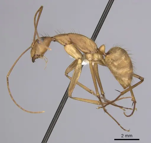 Camponotus obreptivus specimen CASENT0249343 image casent0249343_3