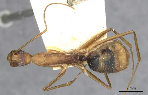 Camponotus obreptivus specimen CASENT0903647 image casent0903647_1