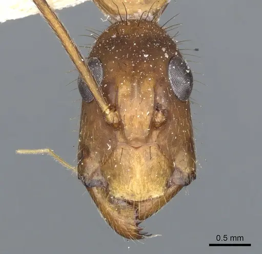 Camponotus obreptivus specimen CASENT0903647 image casent0903647_2