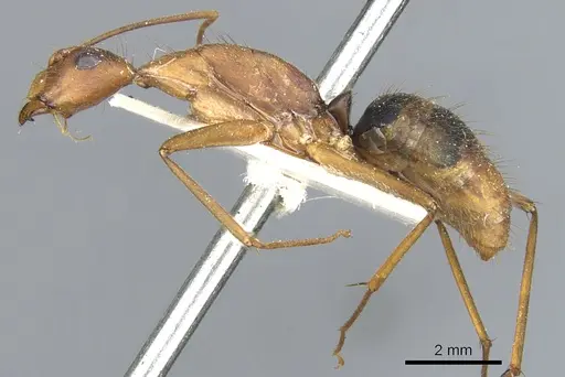 Camponotus obreptivus specimen CASENT0903647 image casent0903647_3