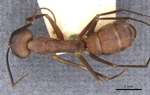 Camponotus obreptivus specimen CASENT0910034 image casent0910034_1