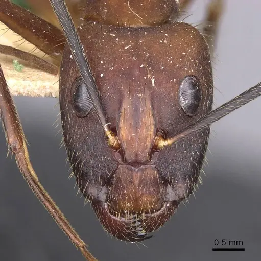 Camponotus obreptivus specimen CASENT0910034 image casent0910034_2