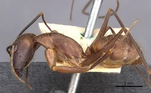 Camponotus obreptivus specimen CASENT0910034 image casent0910034_3