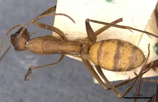 Camponotus obreptivus specimen CASENT0910035 image casent0910035_1