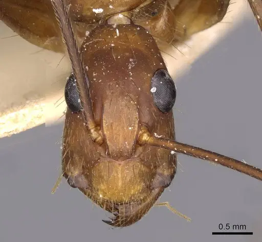 Camponotus obreptivus specimen CASENT0910035 image casent0910035_2