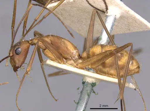 Camponotus obreptivus specimen CASENT0910035 image casent0910035_3