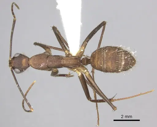 Camponotus obreptivus specimen INBIOCRI001281573 image inbiocri001281573_1
