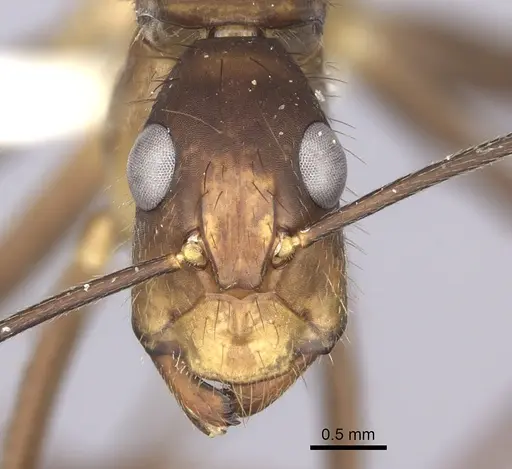 Camponotus obreptivus specimen INBIOCRI001281573 image inbiocri001281573_2