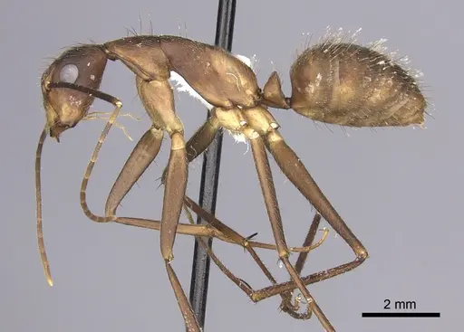 Camponotus obreptivus specimen INBIOCRI001281573 image inbiocri001281573_3