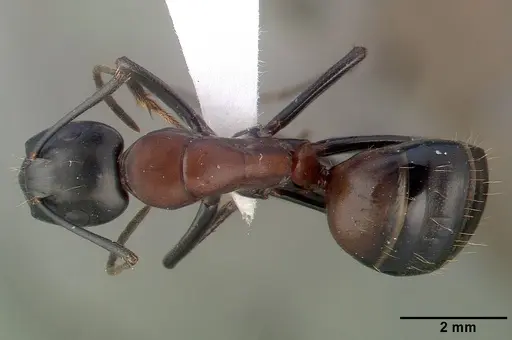 Camponotus obscuripes specimen CASENT0008633 image casent0008633_1