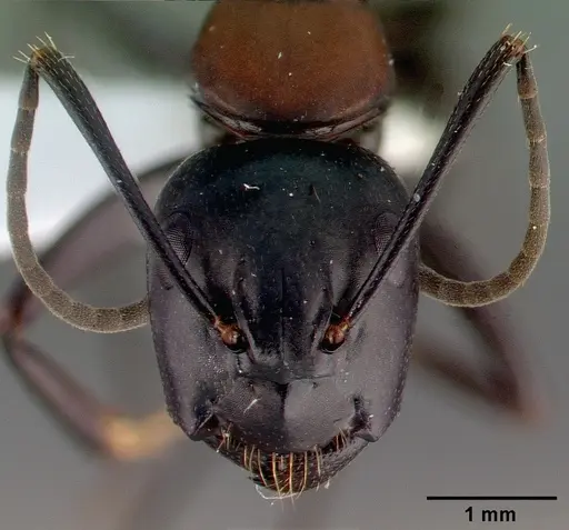 Camponotus obscuripes specimen CASENT0008633 image casent0008633_2