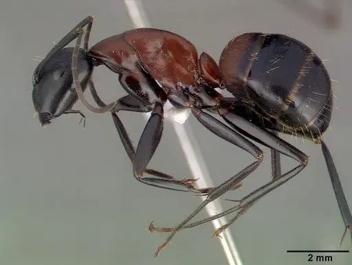 Camponotus obscuripes specimen CASENT0008633 image casent0008633_3
